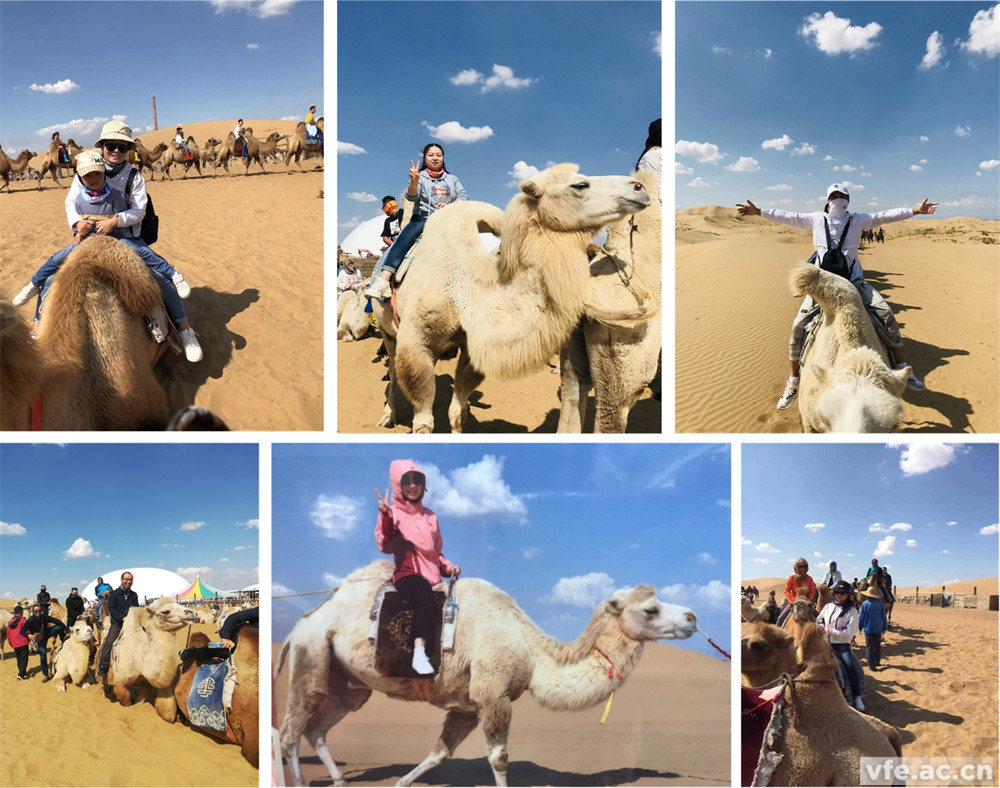 騎著(zhù)駱駝走沙漠，不要太穿越