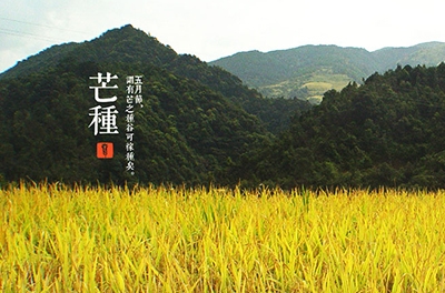 芒種，忙忙栽